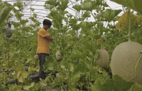简阳哈密瓜采摘地址 附2020简阳哈密瓜采摘节信息