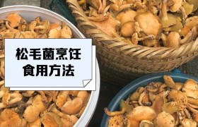 松树菌一般几天长出来了，松树菌和松茸有什么区别