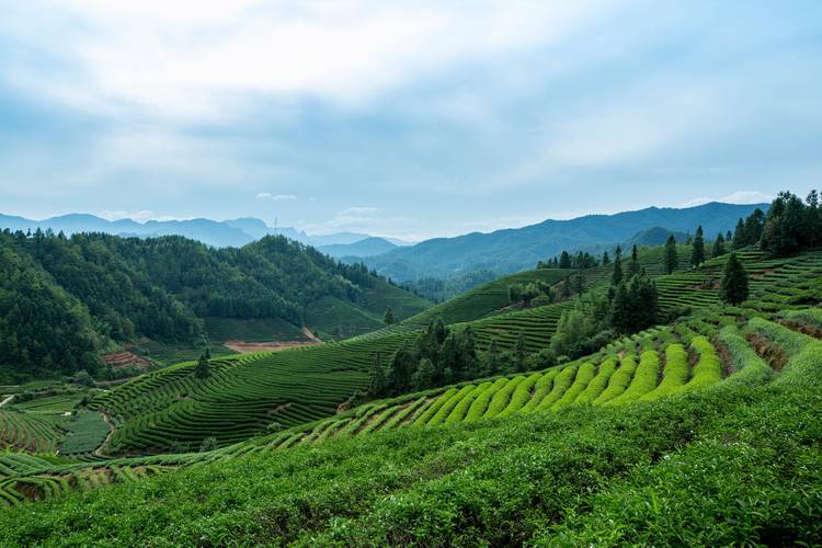 像大地的指纹！贵州茶山美景如画