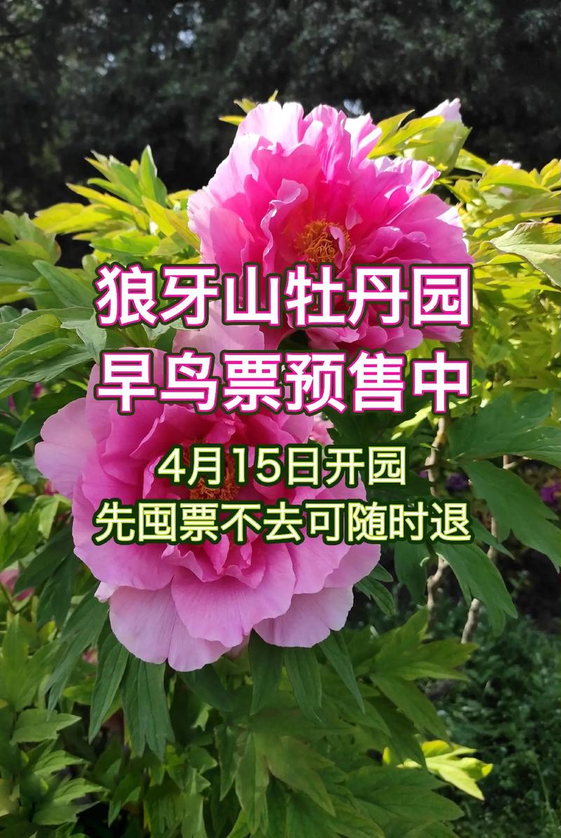狼牙山牡丹盛开 吸引京津冀游客