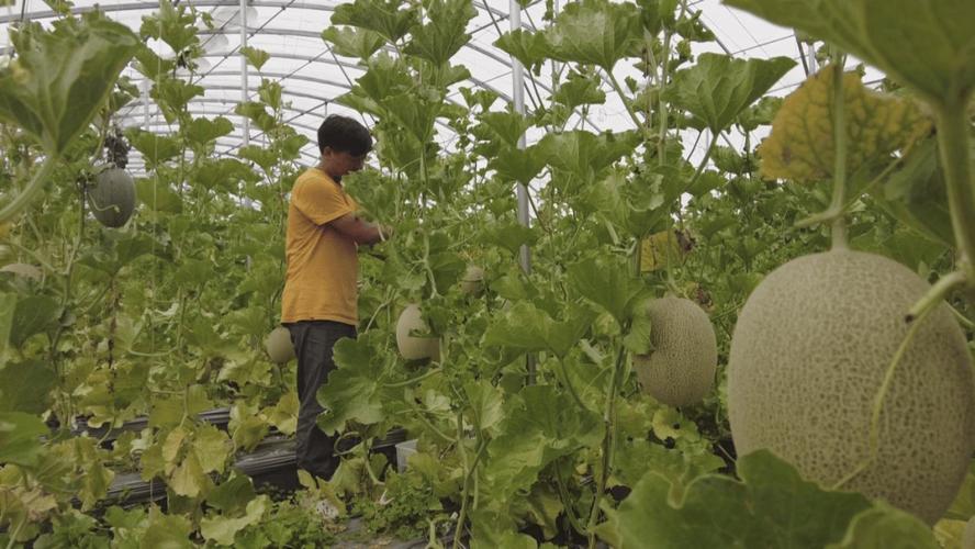 简阳哈密瓜采摘地址 附2020简阳哈密瓜采摘节信息