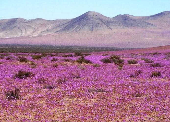荒漠成花海！世界最干燥沙漠雨水充足花开遍地（组图）