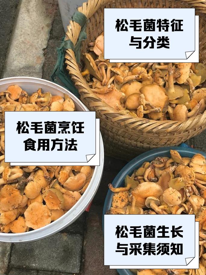 松树菌一般几天长出来了，松树菌和松茸有什么区别