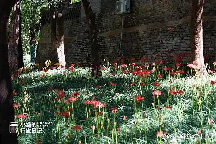 彼岸花开！西安9月绝美秋色，都藏在这座秘境古寺里！花美景更幽