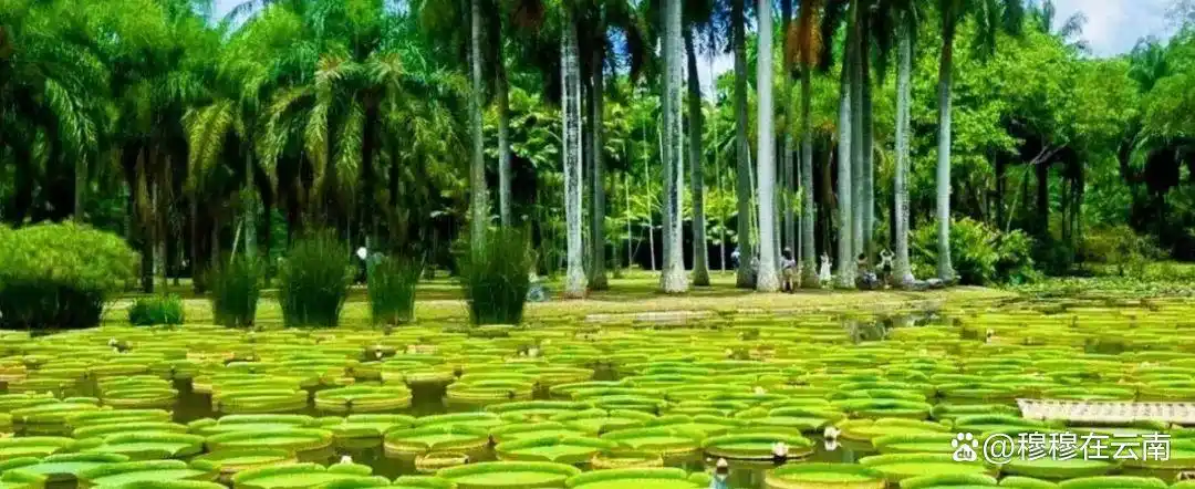 西双版纳旅游攻略｜亲子游/闺蜜游/老年游路线都给大家安排好了