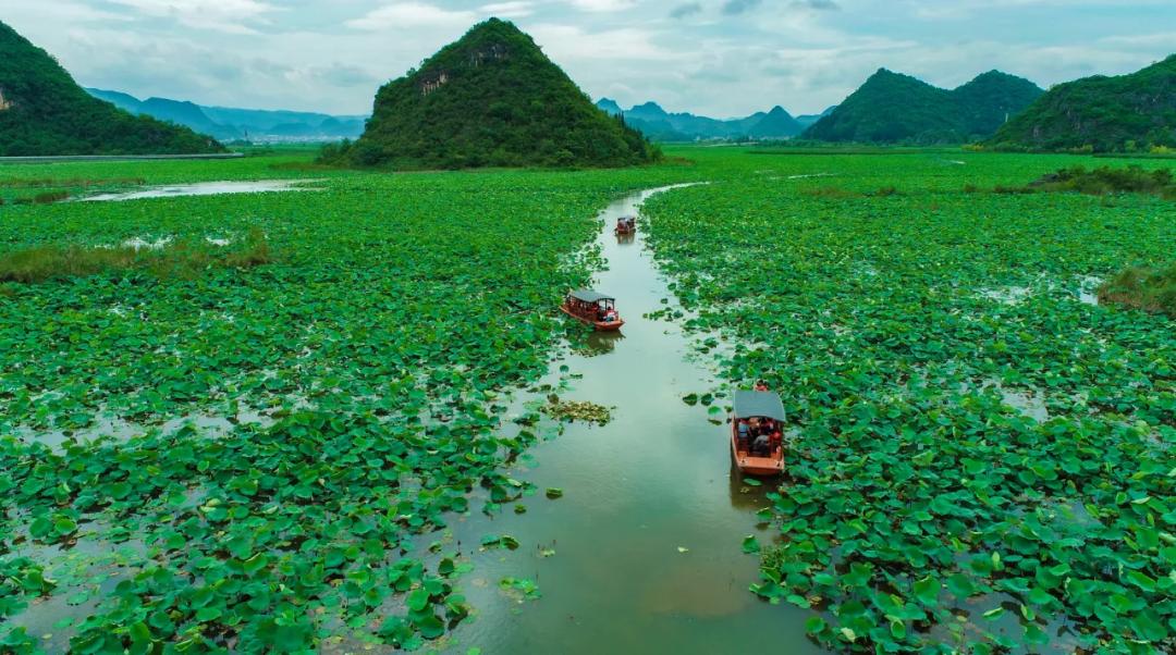 李清照教你玩转普者黑  天鹅湖推新游线