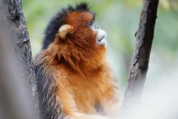 先预约，再出发！秋日九寨沟，还有更多宝藏景点等你探索！